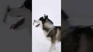 huskys siberianos reyes del drama y la diversion perros [upl. by Oirazan176]