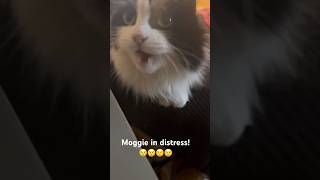 Moggie when I left the house My heart is breaking😢 cats catlover catvideos cutecat cutecats [upl. by Erdei]