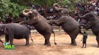 Elephants Dance At Dehiwala National Zoo Sri Lanka  Wildlife  Animals  Animal dance [upl. by Enihpets]