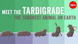 Meet the tardigrade the toughest animal on Earth  Thomas Boothby [upl. by Nylarat]