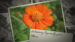 Tithonia Flowers  BloomyBliss Flower Farm In India [upl. by Dust]