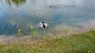 Grooming Your Wirehaired Pointing Griffon Tips and Tricks [upl. by Ahsercel]