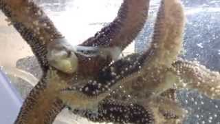 04 Pisaster OchraceusOchre sea star studyboth stars eating under side view [upl. by Kacie]