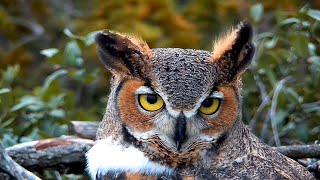 Portrait of a pair of great horned owls [upl. by Onabru719]