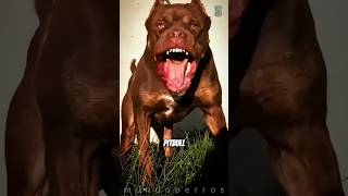 Pitbull vs Boerboel ¿Quién ganaría [upl. by Yarehs]