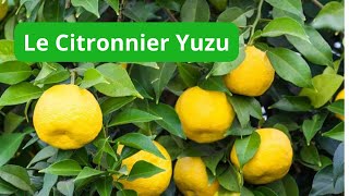 Comment faire pousser un CITRONNIER YUZU [upl. by Notlehs]