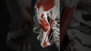 Anatomy The suprahyoid muscle ❤️🦷🦷 [upl. by Refannej]