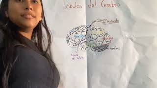 lobulos del cerebro p2 [upl. by Limemann]