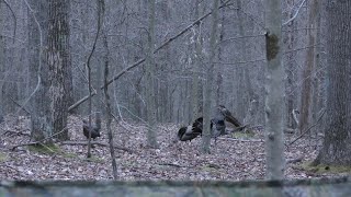 Decoys work again West Virginia turkey hunt 41724 [upl. by Tobiah73]