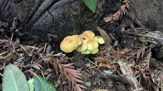 The sulphur tuft mushroom [upl. by Einaj90]