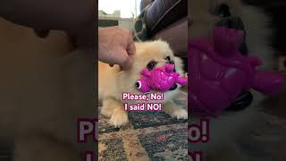 CRAZY Aggressive Pomeranian defends Treat Turtle pomeranian dog pets funny dog growls share [upl. by Jo Ann]