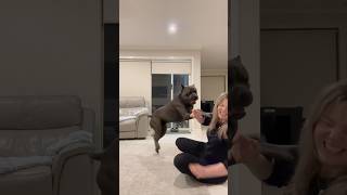 Cane Corso wants to fight me dog canecorso love mastiff life cute guardog [upl. by Azitram]