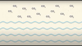 Efectos del cambio climático en el medio marino acidificación oceánica [upl. by Zanlog]