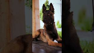 Belgian malinois face belgianmalinois malinoislovers realdogtraining reels shorts [upl. by Uta]