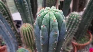 Tobacco Mosaic Virus on Trichocereus amp Paranoia  Cactus Jerk [upl. by Mourant]