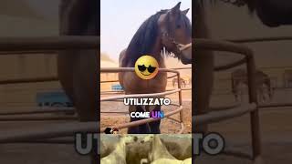 Lo Shaire 🐎🐾🏇 shortvideo cavallo shaire animali cavalli forza animale maestoso [upl. by Laine]