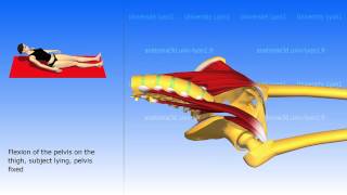 Iliopsoas [upl. by Hackathorn]