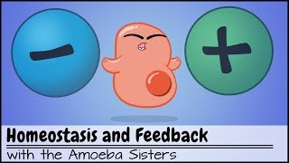 Homeostasis and NegativePositive Feedback [upl. by Ylecic175]