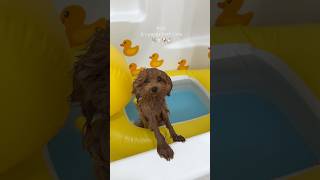 it’s puppy bath time again puppy poodle shorts dog asmr asmrsounds funnyvideo [upl. by Attenehs814]