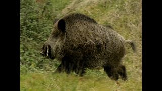 HE TALKS TO WILD BOARS  IL PARLE AUX SANGLIERS [upl. by Yedrahs648]