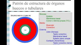 Organografia [upl. by Tombaugh]