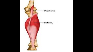 Two Minutes of Anatomy Plantaris Muscle [upl. by Llednik126]