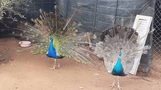 إقتراب موسم تزاوج الطاووس الطاووس الذكر ينفش ريشه 🦚 Peacock Behavior In Mating Season [upl. by Nelo593]