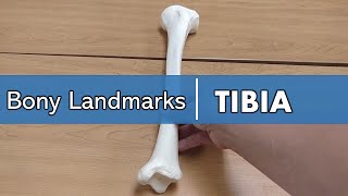 bony landmarks of the tibia [upl. by Roanna]