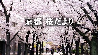 京都の桜🌸2024年満開のソメイヨシノをめぐってきました🌸cherryblossomsakuraKyoto [upl. by Auqeenwahs]