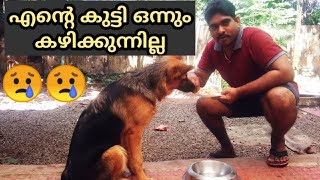 🤔🤔Puppy not eating food  What to do if puppy stops eating  നിങ്ങളുടെ നായ ആഹാരം കഴിക്കുന്നില്ലേ [upl. by Rashida]