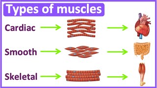 Types of muscles 💪  Cardiac smooth amp skeletal muscle  Easy learning video [upl. by Naerad]