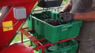 Aronia Berry Services Harvest Day 2016 [upl. by Xerxes]