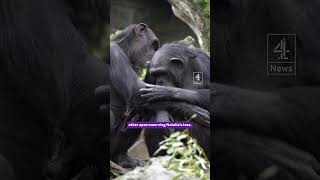 Chimpanzee carries dead baby for three months [upl. by Erdna]