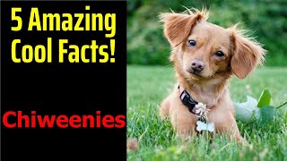 5 Fascinating Facts About Chiweenies [upl. by Yaresed]