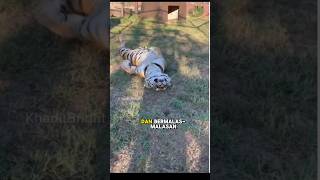 Sisi lain harimau harimau videoviral kucing hewanlucu faktalucuhewan infokucing ceritahewan [upl. by Wolcott]