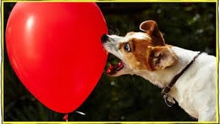 Cats and Dogs vs Balloons  Funny Compilation 2014  Hilarious Cats and Dogs [upl. by Assenad]