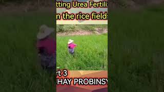 Putting Urea Fertilizer in the Fields [upl. by Pattie]