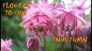 Sowing Autumn Annuals  Flowers to Sow in Autumn [upl. by Okimuy]