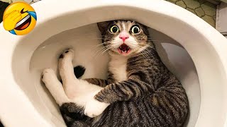 CATS you will remember and LAUGH all day 😂Funny Cats Videos 2023 [upl. by Nek]