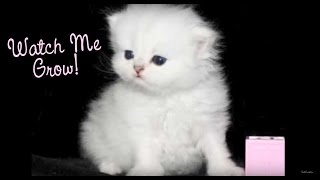 Watch a Persian Kitten Grow Doll Face Teacup Persian Kittens For Sale at CatsCreationcom [upl. by Dobbins]