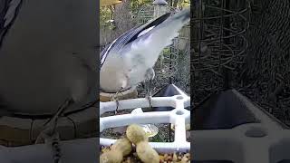 bluejay bluejays birdfeedercamera [upl. by Harwilll931]