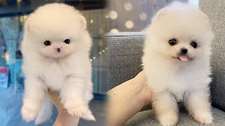 ☕ Adult FullGrown Teacup Pomeranian White Cloud  Bittypuppies [upl. by Nivlad]