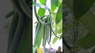 Organic Vanilla Beans Vanilla planifolia agriculture plants vanilla beans shorts spices [upl. by Hoffmann]