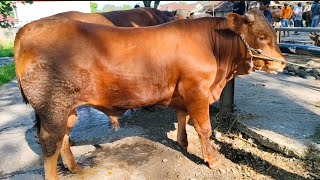 10 juta  Pedet Limousin Jantan Harga Murah Meriah  Pasar Glenmore Banyuwangi [upl. by Manning653]