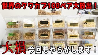 極太ホペイ国産オオクワガタ日本最大級の【クワカブ販売】イベント【インセクトディスカバリー】でやらかします [upl. by Meneau]