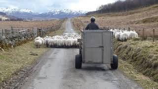 Hill Farmer Herding Sheep With Quad Bike Glen Quaich Highland Perthshire Scotland [upl. by Laynad889]