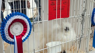 Poultry at Wolsingham Show 2024 🏆🐓🥇 [upl. by Attenreb]