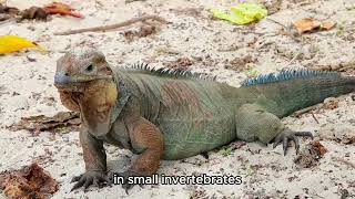 The Iguana Iguanidae Icons of the Tropical Canopy [upl. by Bathsheba577]