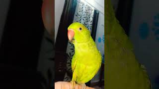 shortsvideo my mittoo ❤️💖shortsvideo birds birds totatalking cute [upl. by Ecinuahs]