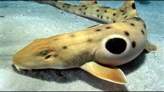 Facts The Epaulette Shark [upl. by Amilas]